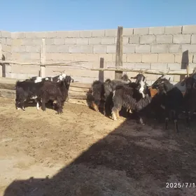 Geçiler..