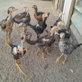 Baÿes ĵuje