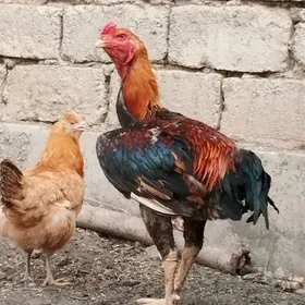 Taşkent horaz