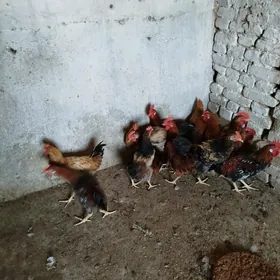 Towuklar