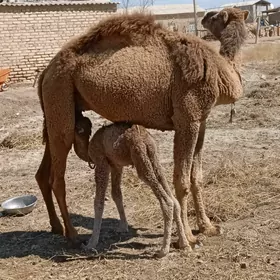 Köşekli düýe, Кошекли дуе