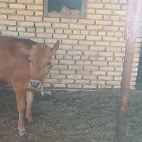 göle gulajyn