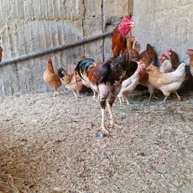 Taşkent horaz