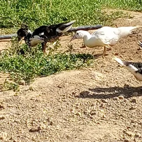 ördek indauwutga