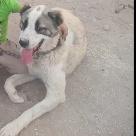 ady boynak özi 1yaş3alyk