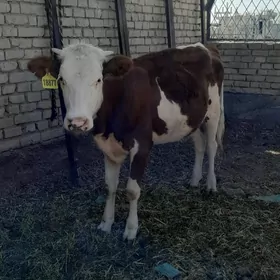 SIMMENTAL TÜWE