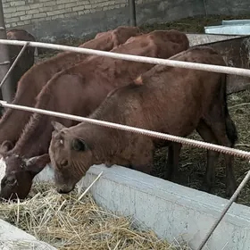 okuzceler we unajynlar