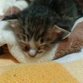 котёнок