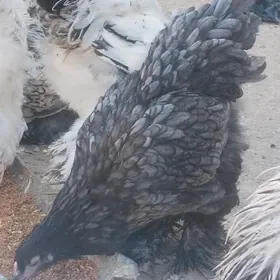 Brama towuklar
