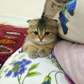 şatlaniskiy pişik