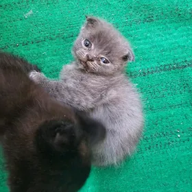 Котята