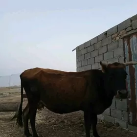 Sygyr