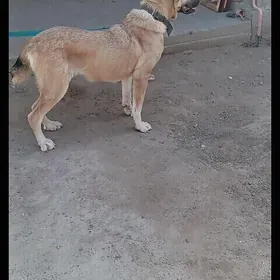 Türkmen it