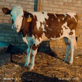 Ojekli Sygyr
