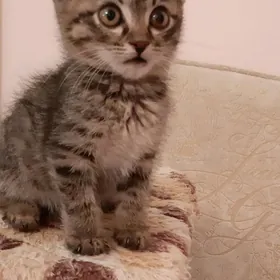 отдам котенка