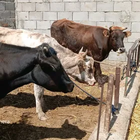 3 SYGYR