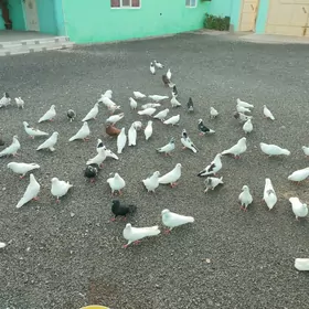 Kepderi