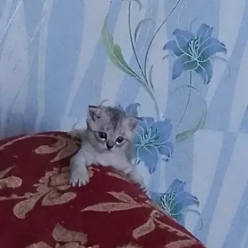 шотландские котята
