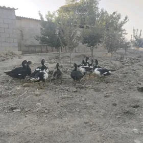 ördek ında gutga