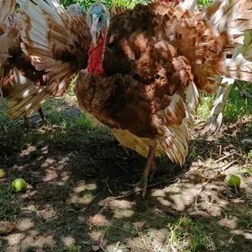 Arassa paroda ındyuk 6 aylyk
