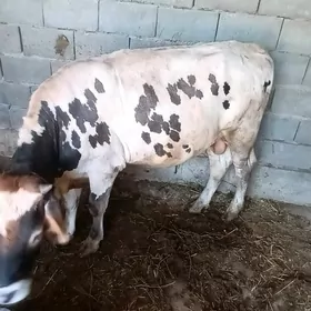 Ökiz