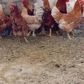Towuklar