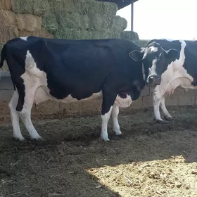 golisdeyin sygyrlar
