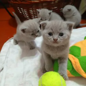Шотландские котята