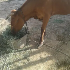 gysyr sygyr