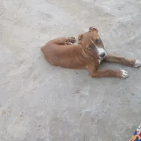 Pitbul