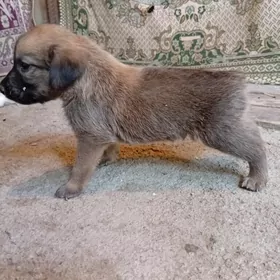 Awçy bilen Labrodol