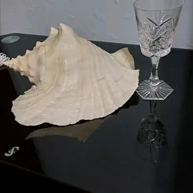 РАКУШКА