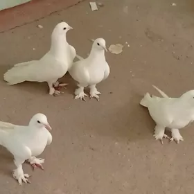 Kepderi