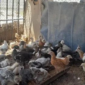 Balgar juyje we induwutga juyj