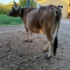 Bogaz sygyr