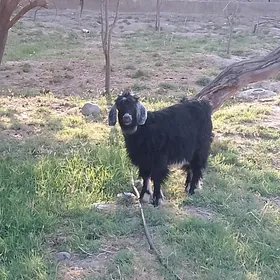 çewiş