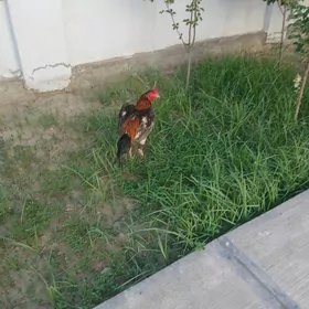 taskent horaz