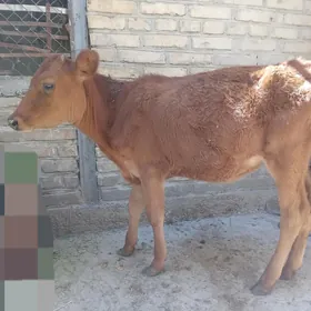 Göle (tüwe)