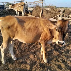 goleli sygyr  tuwe