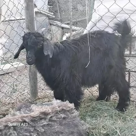 çewis