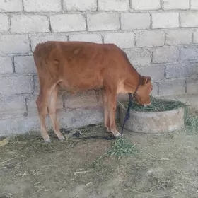 öküzce