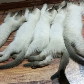 сиамские котята
