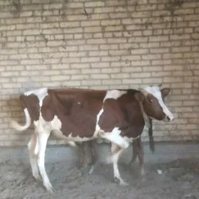 окузче все окуз