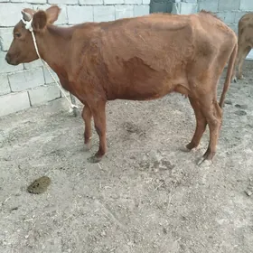 sygyr