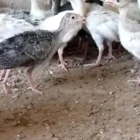 индук жуйже