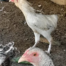 horaz