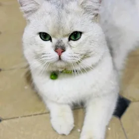 Котик серебристая шиншилла