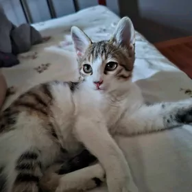 КОТЁНОК ДЕВОЧКА