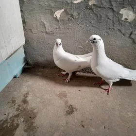 kepderi.
