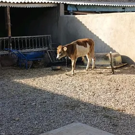 okuzce